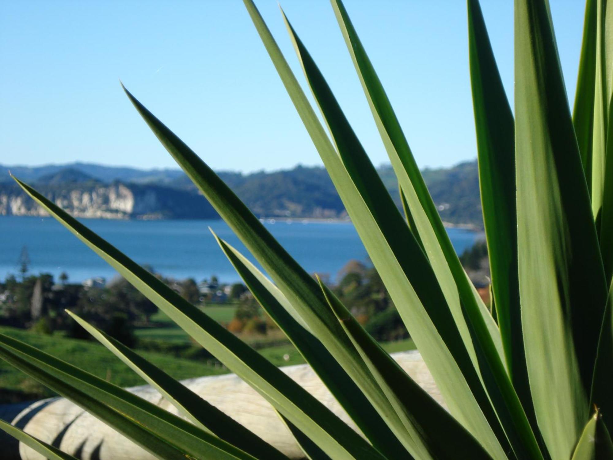 Ohuka Place Homestay Whitianga Εξωτερικό φωτογραφία